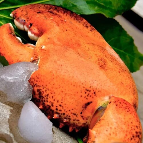 LIMITED EDITION: Giant Deep-Sea Lobster Pincers 🔥 Hurry up!